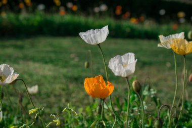 doğal arka plan bahar çiçekleri ile
