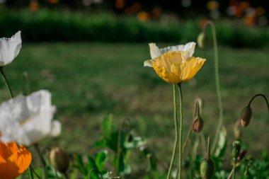 doğal arka plan bahar çiçekleri ile