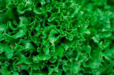 Bahçeden taze yeşil organik marul yaprakları.