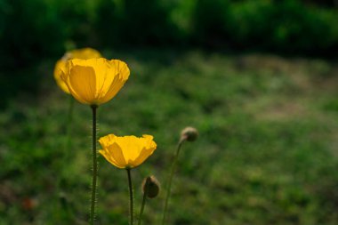 doğal arka plan bahar çiçekleri ile