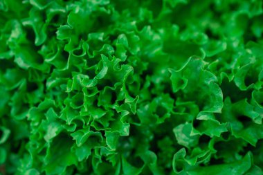 Bahçeden taze yeşil organik marul yaprakları.