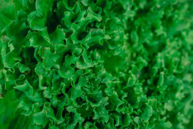 Bahçeden taze yeşil organik marul yaprakları.