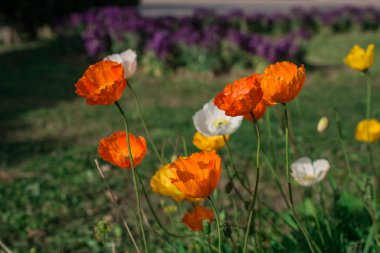 doğal arka plan bahar çiçekleri ile