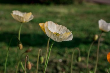 doğal arka plan bahar çiçekleri ile