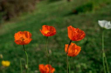 doğal arka plan bahar çiçekleri ile
