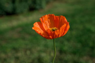 doğal arka plan bahar çiçekleri ile