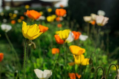 doğal arka plan bahar çiçekleri ile
