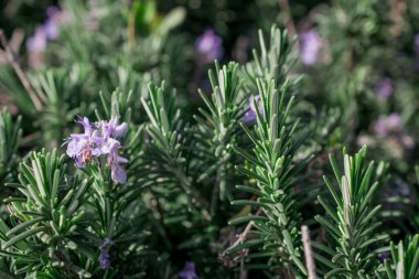 Biberiye (Rosmarinus Officinalis) - Nat 'ta aromatik aşçılık bitkisi