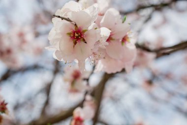 Kışın beyaz ve pembe badem çiçekleri, yakın plan.