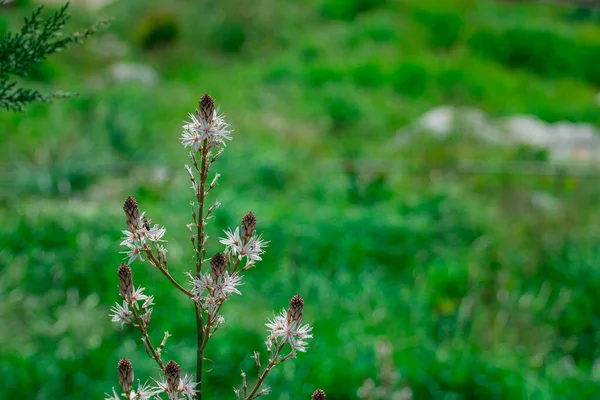 Asphodelus Ramosus Verzweigter Asphodel Blume — Stockfoto