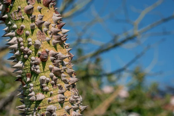 Closeup Dokulu Kapok Ağacının Gövde Yüzey — Stok fotoğraf