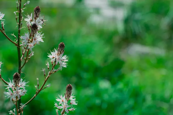 Asphodelus Ramosus Rozvětvený Asfodel Květ — Stock fotografie