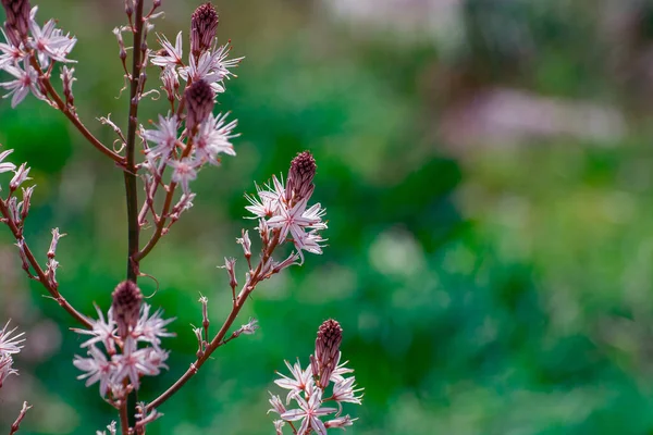Asphodelus ramosus (dallanmış asphodel) çiçeği