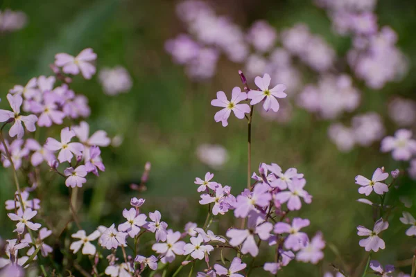 Asphodelus Ramosus Dallanmış Asphodel Çiçeği — Stok fotoğraf