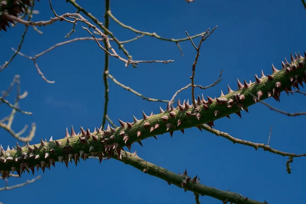 Closeup Dokulu Kapok Ağacının Gövde Yüzey — Stok fotoğraf