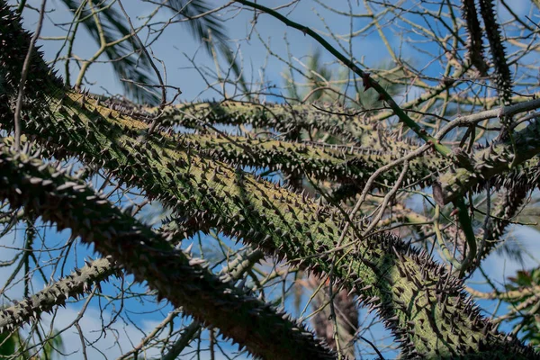 Closeup Textured Surface Trunk Kapok Tree — Stock Photo, Image