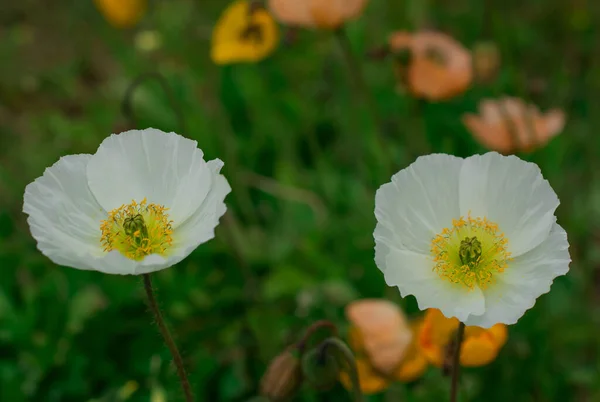Natural Background Spring Poppy Flowers — Stock Photo, Image