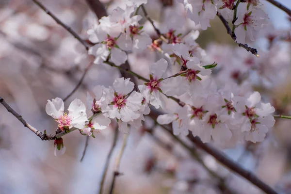 Kışın beyaz ve pembe badem çiçekleri, yakın plan.