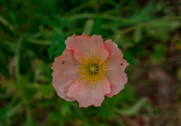 Natürlicher Hintergrund Mit Frühlingsmohn Blumen — Stockfoto