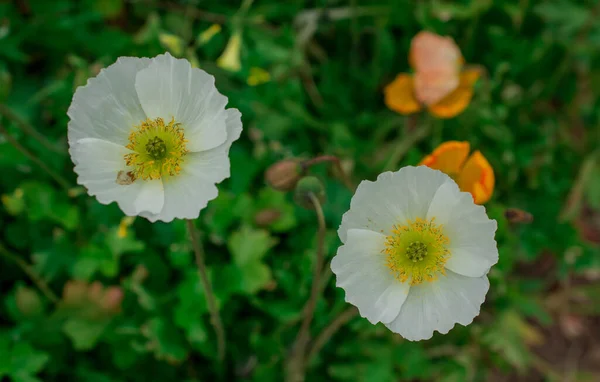 Natürlicher Hintergrund Mit Frühlingsmohn Blumen — Stockfoto