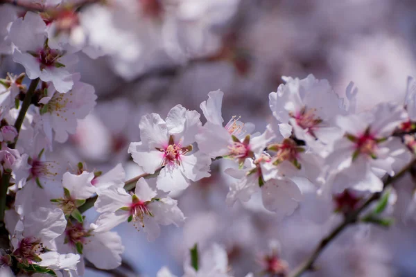Kışın beyaz ve pembe badem çiçekleri, yakın plan.