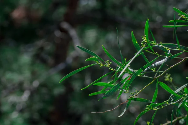 güzel yeşil yaprakları ve parlak güneş