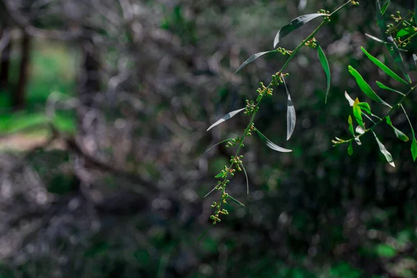 güzel yeşil yaprakları ve parlak güneş