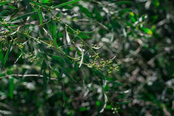 Frunzele Verzi Frumoase Soarele Strălucitor — Fotografie, imagine de stoc