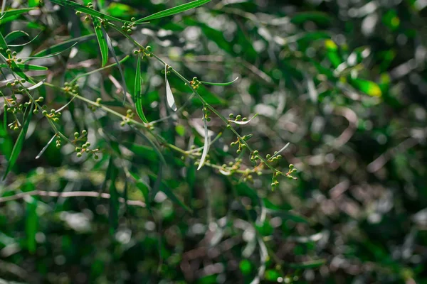 güzel yeşil yaprakları ve parlak güneş