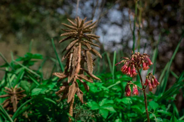 Krásné Vzácné Květiny Aloe Vera Rostliny Tropické Zelené Rostliny — Stock fotografie