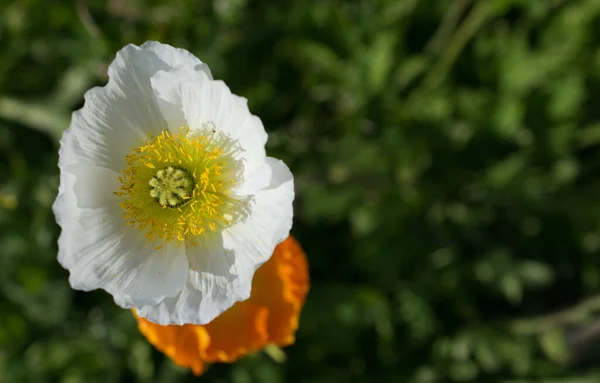 Natural Background Spring Poppy Flowers — Stock Photo, Image