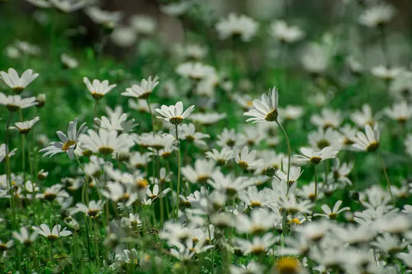 Campo Margarida Está Num Dia Ensolarado Primavera — Fotografia de Stock