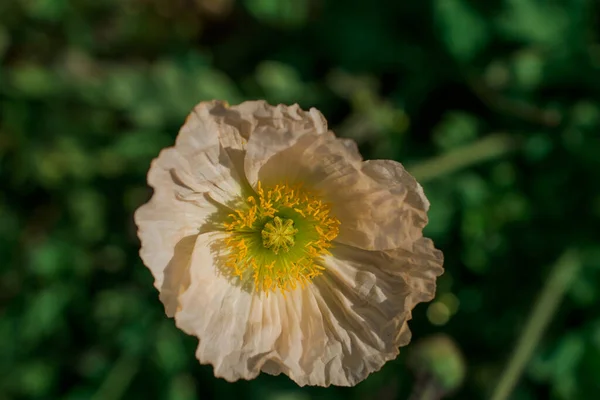 Fundo Natural Com Flores Primavera — Fotografia de Stock