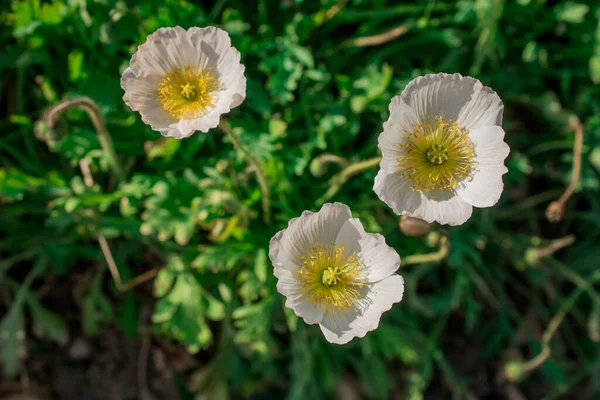 Fundo Natural Com Flores Primavera — Fotografia de Stock