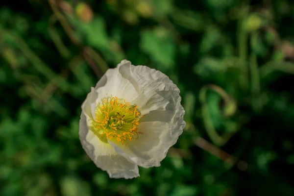 Fundo Natural Com Flores Primavera — Fotografia de Stock