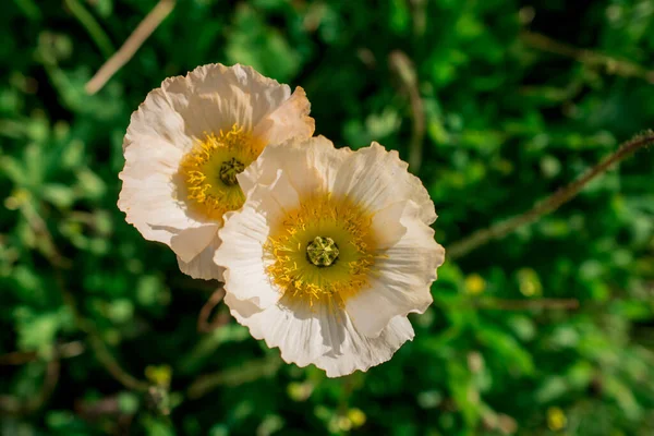 Doğal Arka Plan Bahar Çiçekleri Ile — Stok fotoğraf