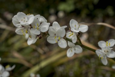 Baharın güneşli bir gününde papatya tarlası.