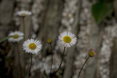 Baharın güneşli bir gününde papatya tarlası.