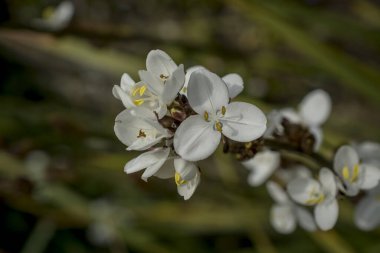 Baharın güneşli bir gününde papatya tarlası.