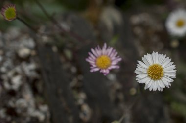 Baharın güneşli bir gününde papatya tarlası.