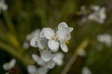 Baharın güneşli bir gününde papatya tarlası.