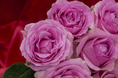 Güzel taze güllerle dolu tebrik kartı ve kopyalama alanı.