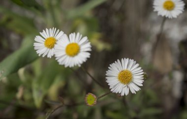 Baharın güneşli bir gününde papatya tarlası.