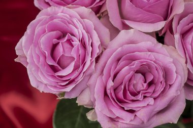 Güzel taze güllerle dolu tebrik kartı ve kopyalama alanı.