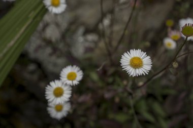Baharın güneşli bir gününde papatya tarlası.