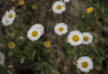 Baharın güneşli bir gününde papatya tarlası.