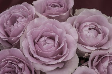 Güzel taze güllerle dolu tebrik kartı ve kopyalama alanı.