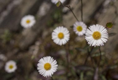 Baharın güneşli bir gününde papatya tarlası.