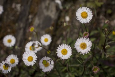Baharın güneşli bir gününde papatya tarlası.