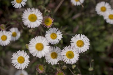Baharın güneşli bir gününde papatya tarlası.